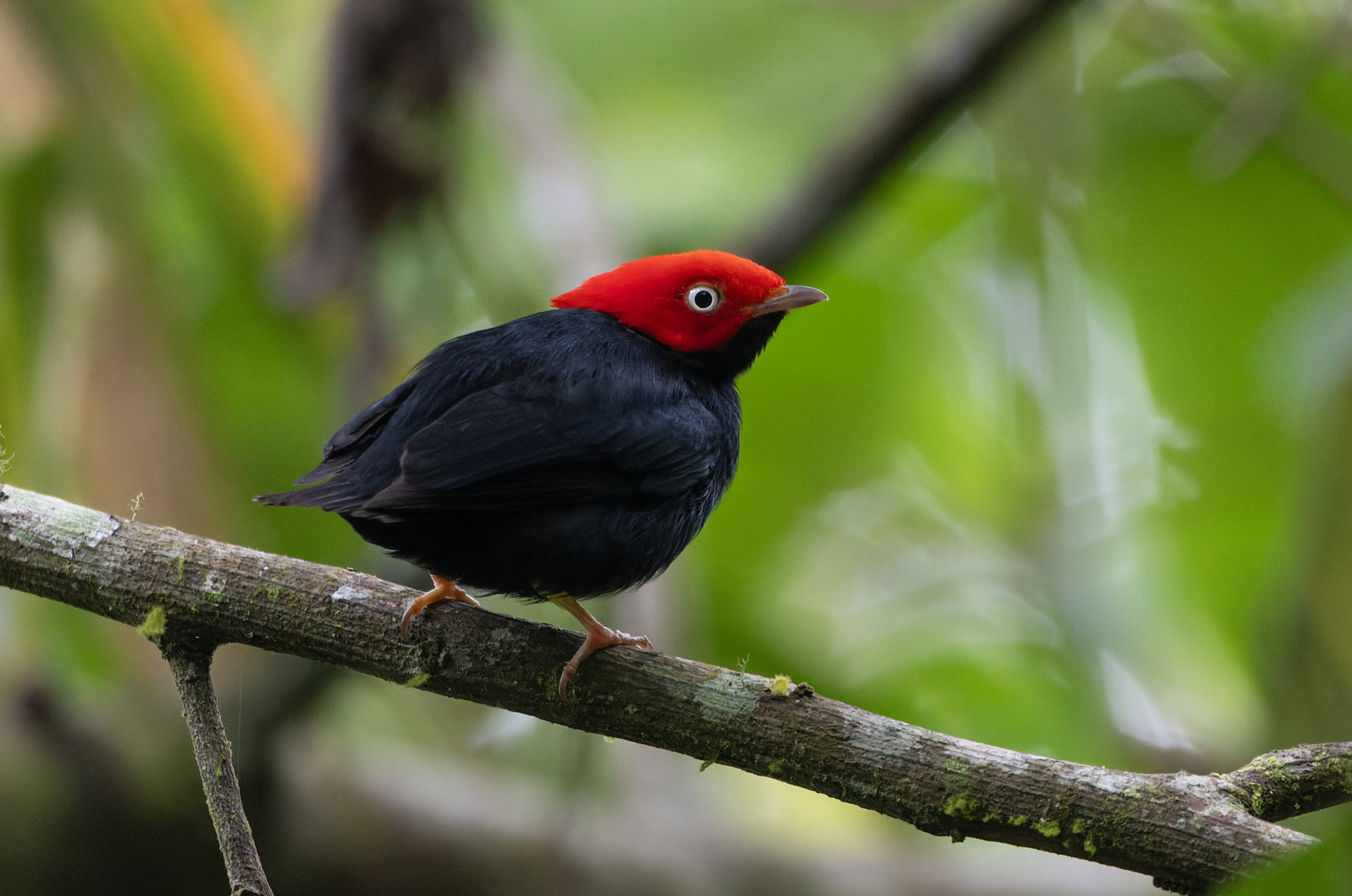 Round-tailed Manakin illustration