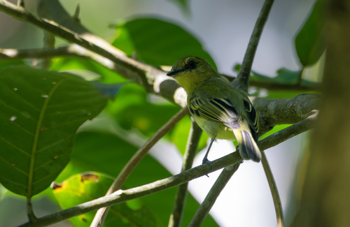Olive-faced Flatbill (Tolmomyias viridiceps), photo 9