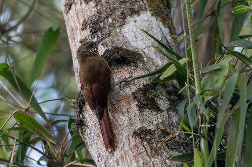 Inambari Woodcreeper (Lepidocolaptes fatimalimae)