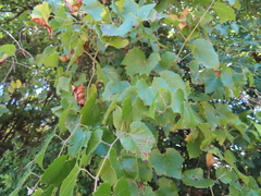 Vitis berlandieri