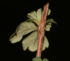 Cliffortia dentata