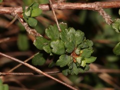 Cliffortia dentata