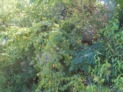 Vitis berlandieri
