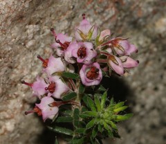 Erica strigosa