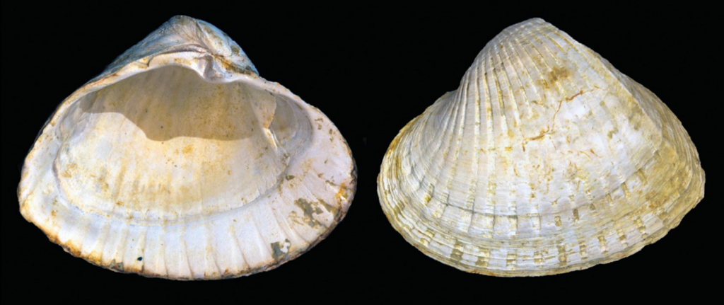 Didacna eichwaldi