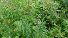 Jacobaea othonnae