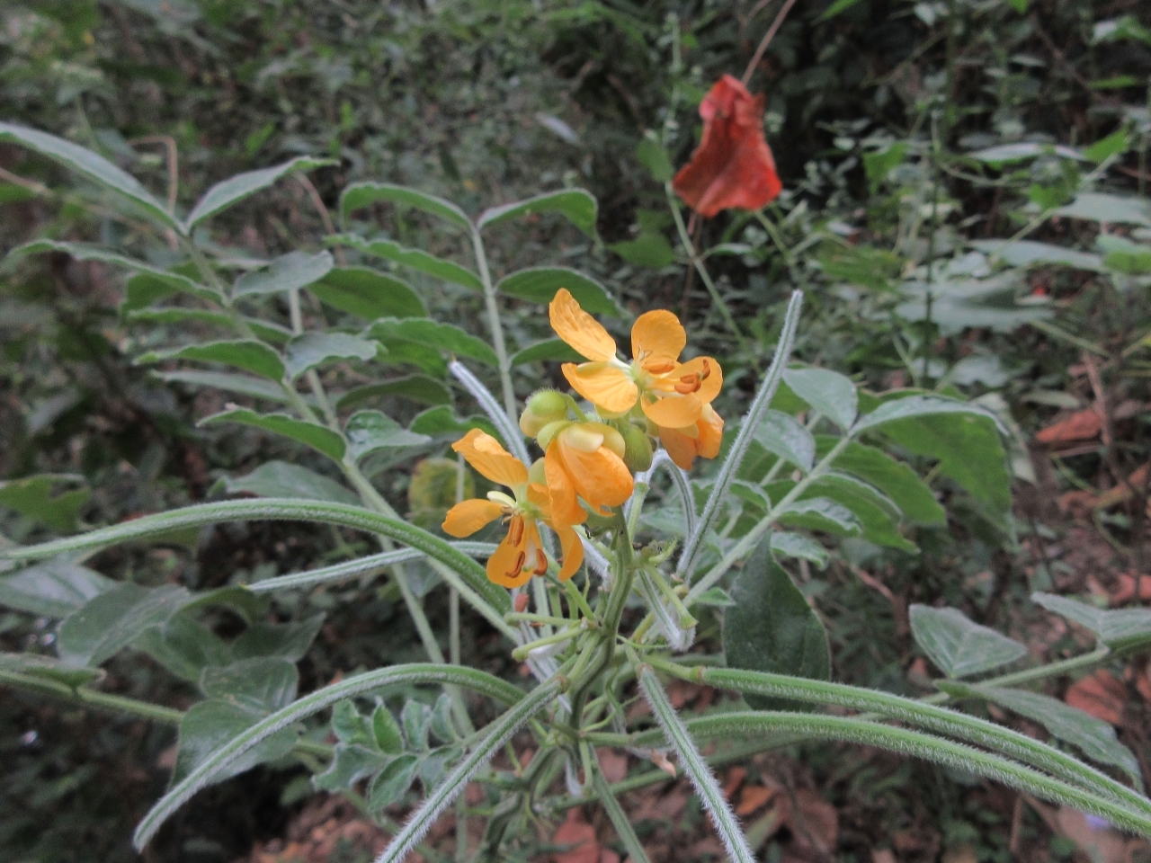 Senna hirsuta (Senna hirsuta)