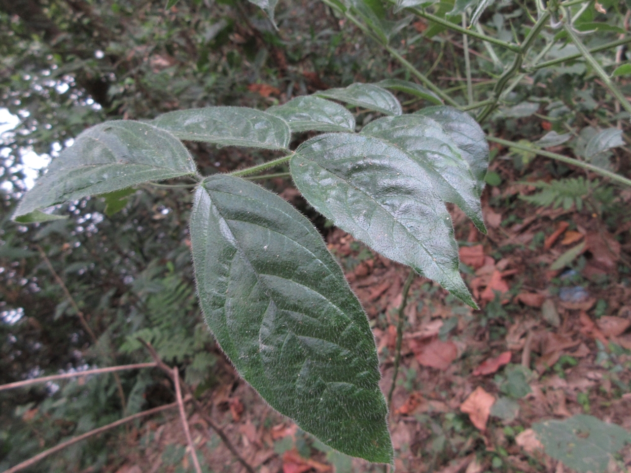 Senna hirsuta — ảnh 2