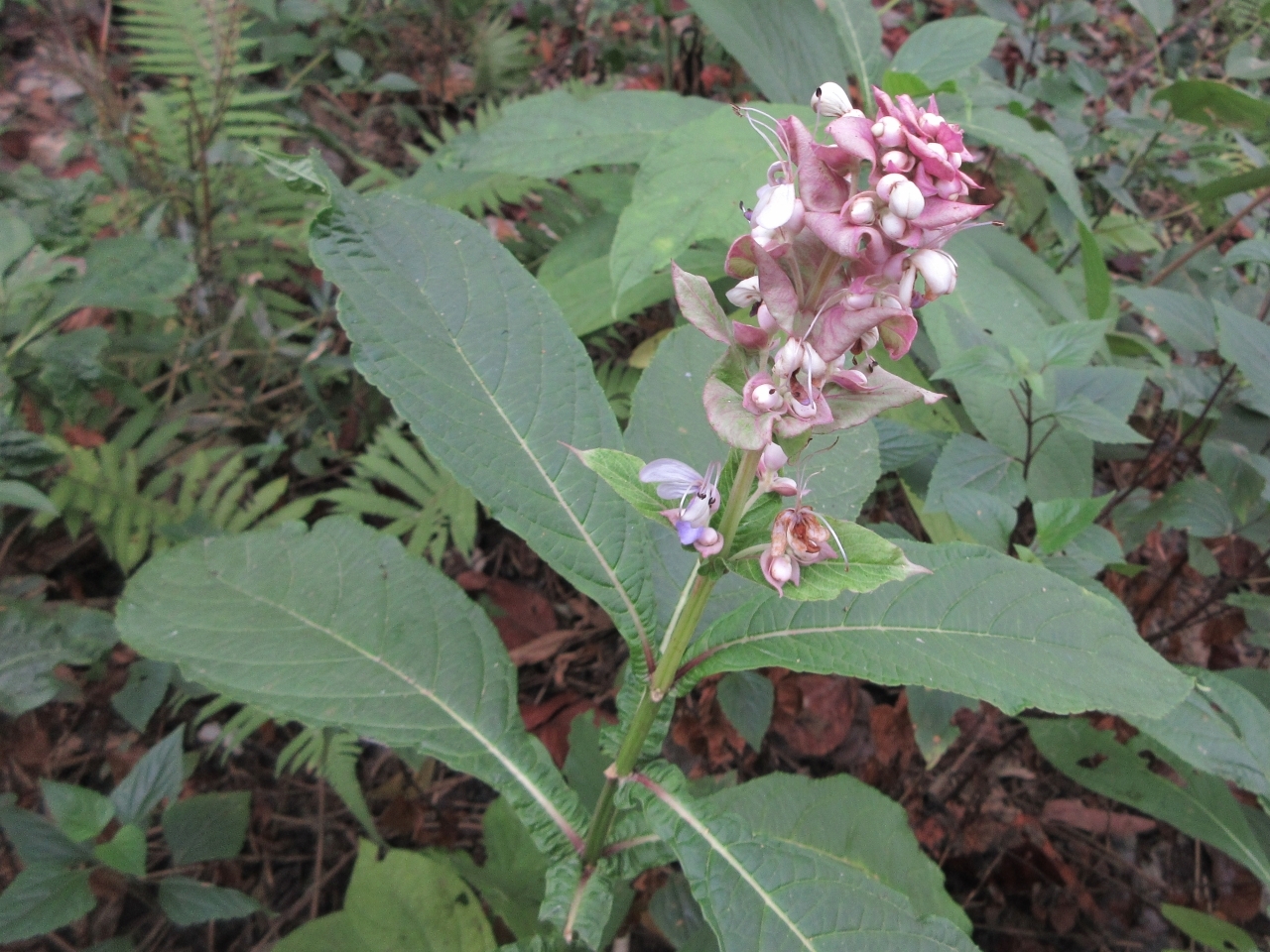 Rotheca serrata (Rotheca serrata)