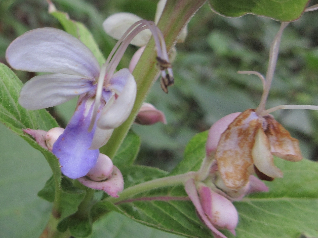 Rotheca serrata — ảnh 2