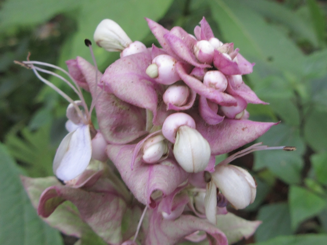 Rotheca serrata — ảnh 3