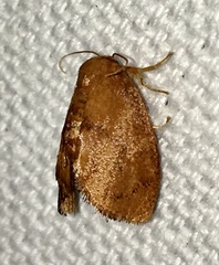 Heterogenea shurtleffi