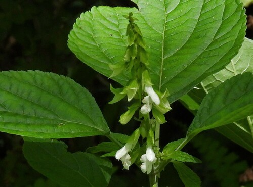 Image of Salvia alba by no rights reserved