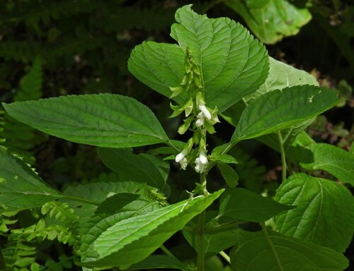 Image of Salvia alba by no rights reserved