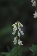 Hedysarum sulphurescens