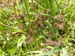 Juncus nodatus