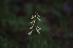 Hedysarum sulphurescens