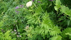 Tanacetum macrophyllum