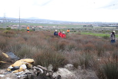 Thamnochortus punctatus