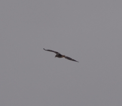 Haliaeetus leucocephalus washingtoniensis