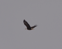 Haliaeetus leucocephalus washingtoniensis