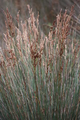 Thamnochortus punctatus