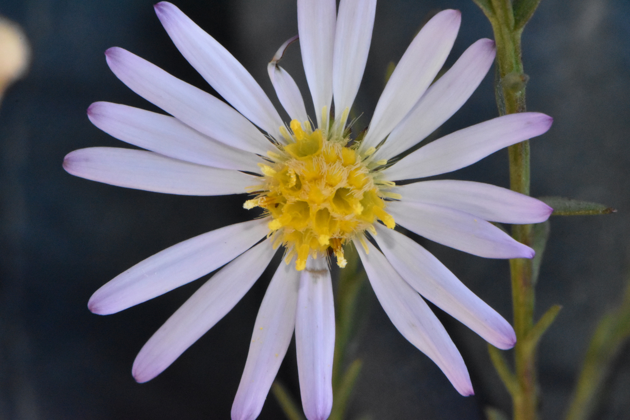 Symphyotrichum dumosum var. subulifolium