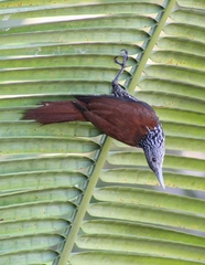 Point-tailed Palmcreeper