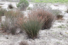 Thamnochortus punctatus