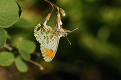 Anthocharis julia sulfuris