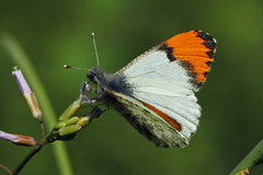 Anthocharis julia sulfuris