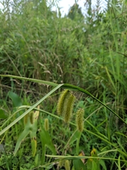 Carex comosa