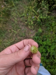 Carex comosa