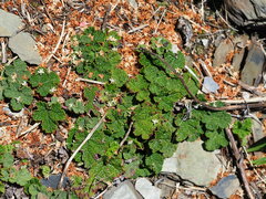 Rubus rolfei