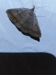 Zanclognatha lunalis