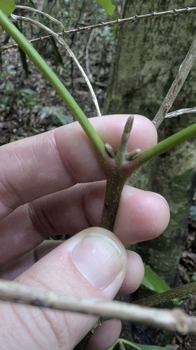 Image of Acradenia euodiiformis by (c) Alesha Teitzel, some rights reserved (CC BY)