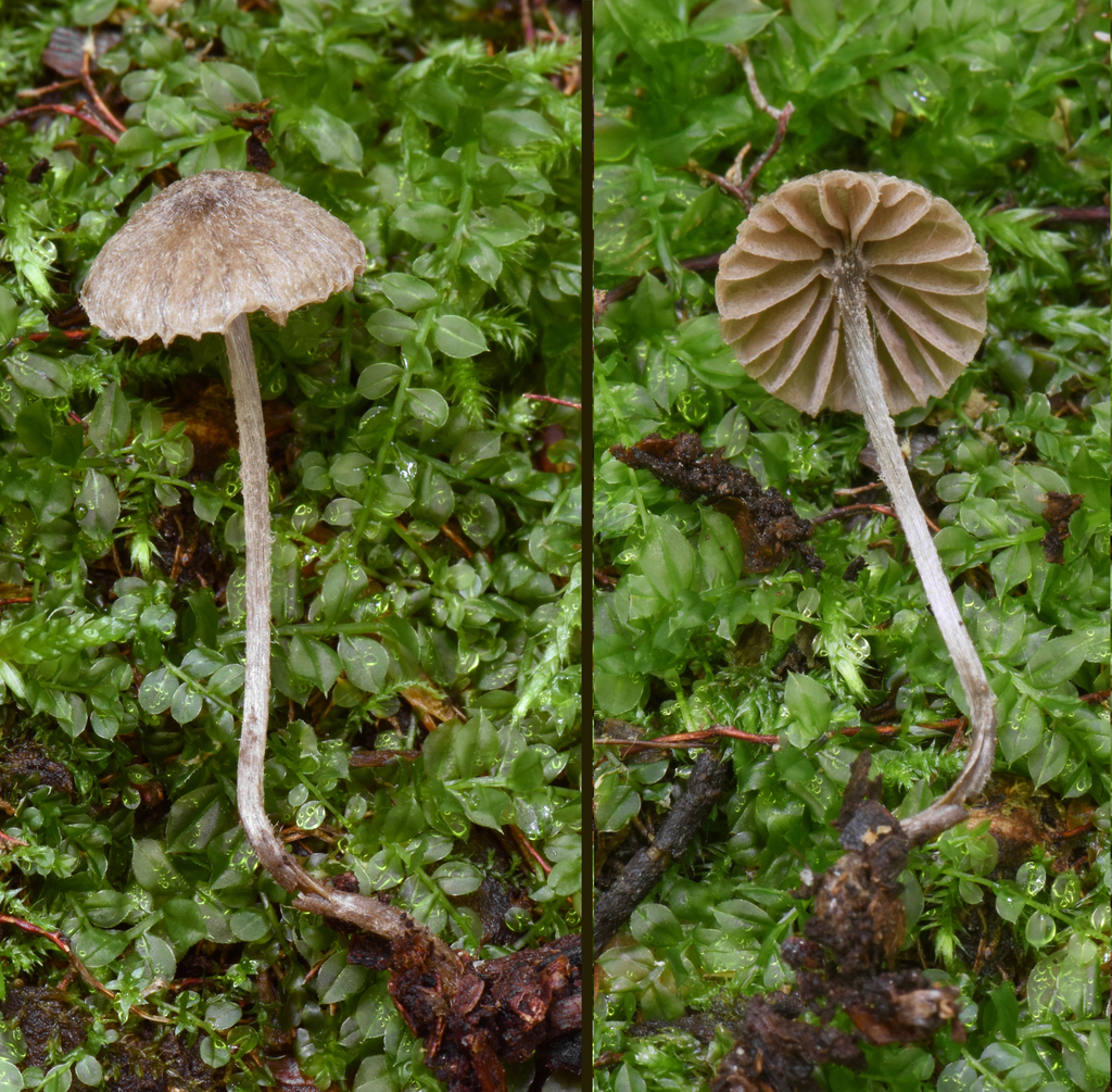 Entoloma mazzeri