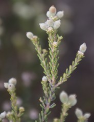 Phylica cephalantha