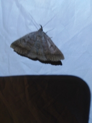 Zanclognatha lunalis