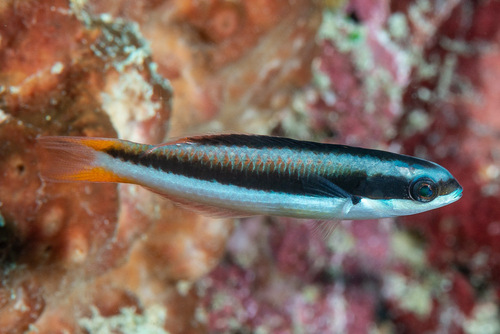 Bluehead wrasse (Thalassoma amblycephalum) — Labridae — 5