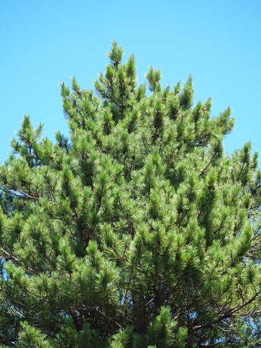 Pinus taiwanensis, photograph 5