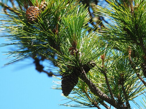 Pinus taiwanensis, photograph 4