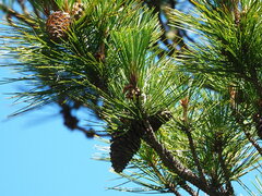 Pinus taiwanensis, photograph author not stated, no rights reserved