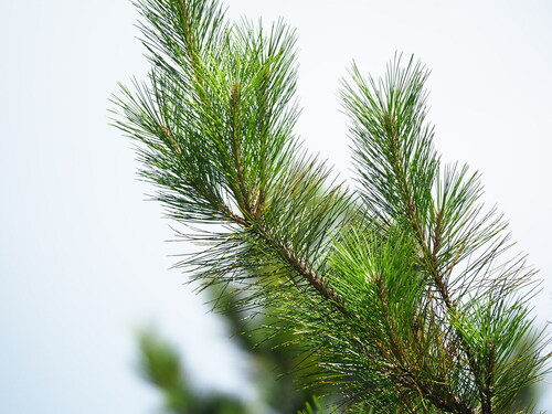Pinus taiwanensis, photograph 6