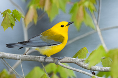 Prothonotary Warbler photo 3