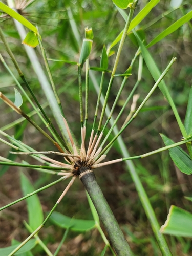 Actinocladum