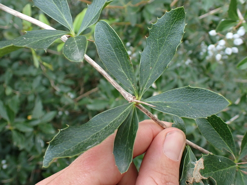 Image of Berberis glaucocarpa by (c) Benjamin Lavin, some rights reserved (CC BY)