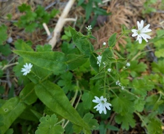 Pseudostellaria jamesiana