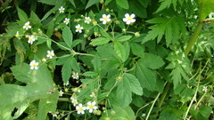 Potentilla elatior