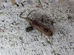 Tenomerga cinerea